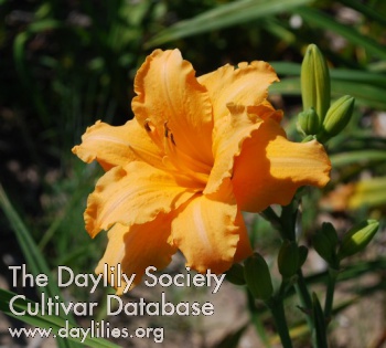 Daylily Zada Mae